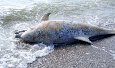 Delfini eșuați pe plajele de la Saturn și Vama Veche