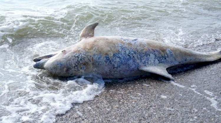 Delfini eșuați pe plajele de la Saturn și Vama Veche