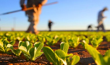 Tinerii fermieri pot obţine, prin concesiune, 50 de hectare de teren de la stat