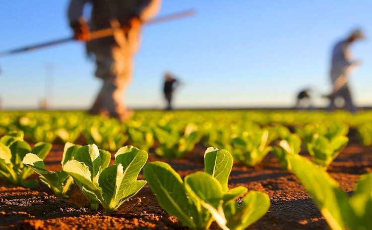 Tinerii fermieri pot obţine, prin concesiune, 50 de hectare de teren de la stat