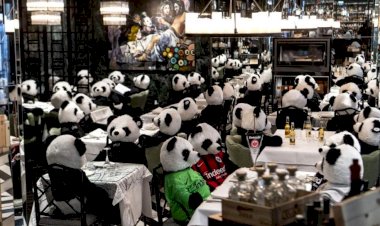 Video: Proprietarul unui restaurant a umplut localul cu urși panda de pluș, pe post de clienți