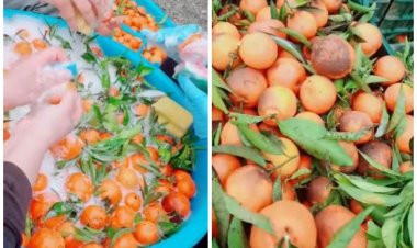 Români angajaţi în Italia să spele mandarine cu şampon de vase: Ia uitați ce cumpărăm noi din piață
