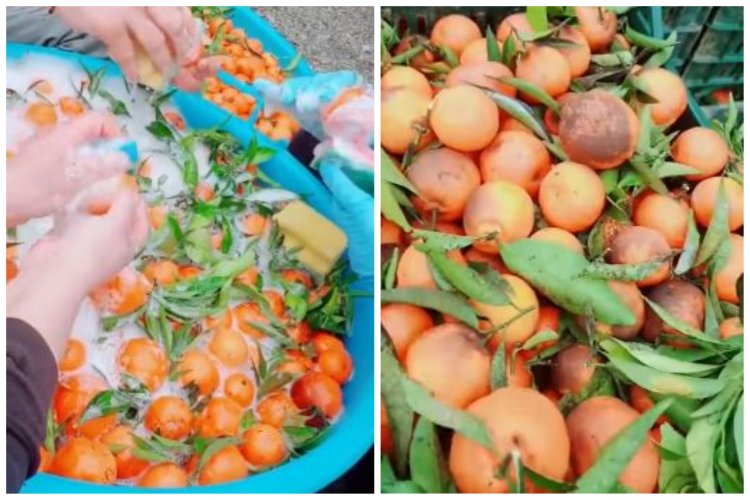 Români angajaţi în Italia să spele mandarine cu şampon de vase: Ia uitați ce cumpărăm noi din piață