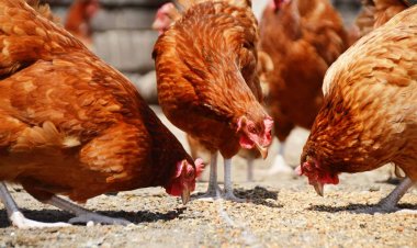 Românii nu mai pot vinde păsări pentru o perioadă de 30 de zile din cauza gripei aviare