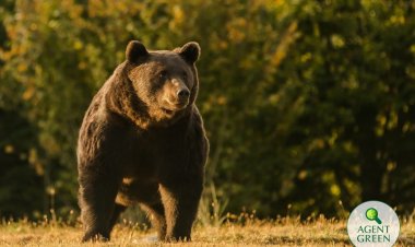 DNA a deschis dosar penal în cazul uciderii ursului Arthur