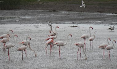 Peste 100 de păsări flamingo au fost observate în Delta Dunării