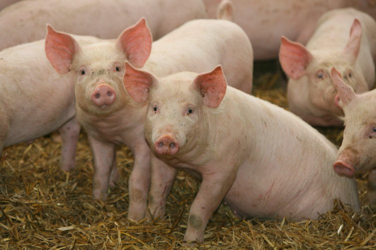 Focar de pestă porcină africană, confirmat la o fermă din Fântânele