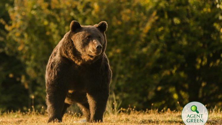 DNA a deschis dosar penal în cazul uciderii ursului Arthur