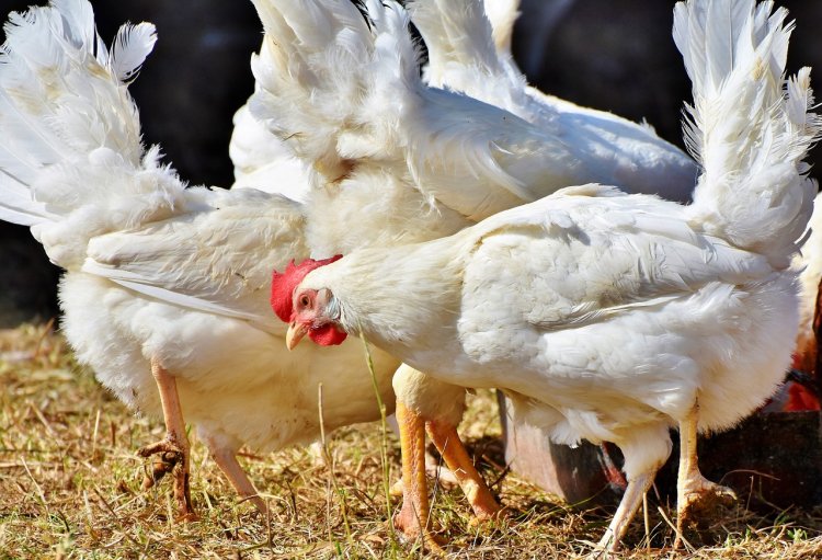 Patru noi focare și suspiciuni de gripă aviară au apărut în Mureș și Harghita