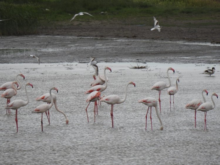 Peste 100 de păsări flamingo au fost observate în Delta Dunării