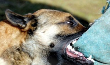 Un copil în vârstă de 6 ani a murit după ce a fost muşcat de câini