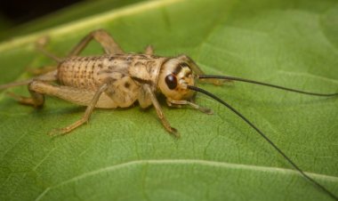 Greierele de casă, a treia insectă autorizată ca ingredient alimentar în UE