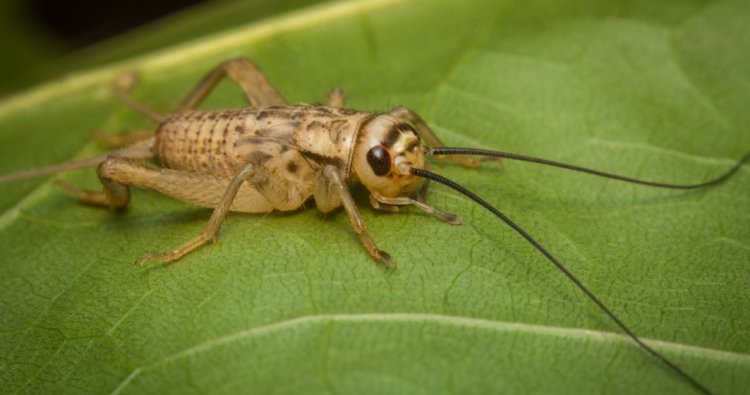 Greierele de casă, a treia insectă autorizată ca ingredient alimentar în UE