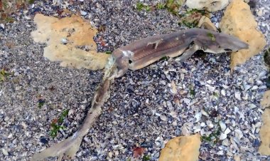 Rechin eșuat pe plaja dintre Eforie Sud și Tuzla