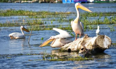 Cătălin Țibuleac: Îi încurajăm pe turiști să viziteze Delta Dunării, un loc unic în lume
