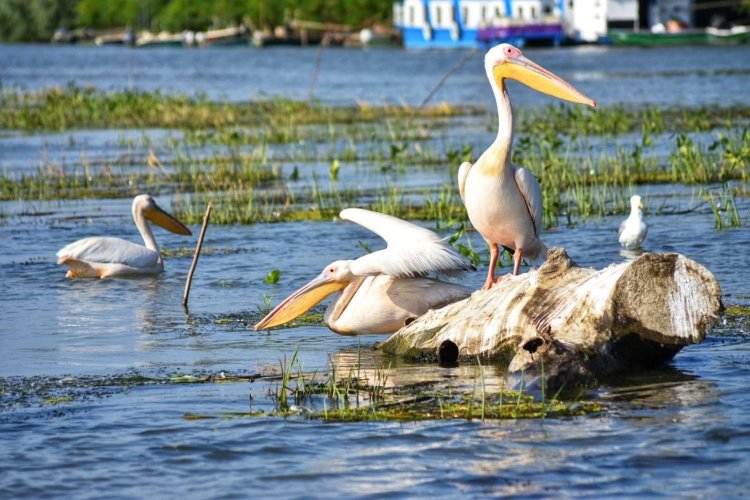 Cătălin Țibuleac: Îi încurajăm pe turiști să viziteze Delta Dunării, un loc unic în lume