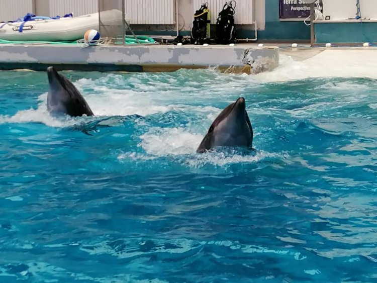 Delfini din Ucraina fac spectacol de senzație la Constanța