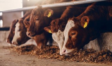 Veste bună pentru crescătorii de bovine! Câți bani acordă Guvernul pentru fiecare animal