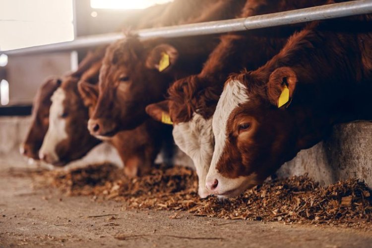 Veste bună pentru crescătorii de bovine! Câți bani acordă Guvernul pentru fiecare animal