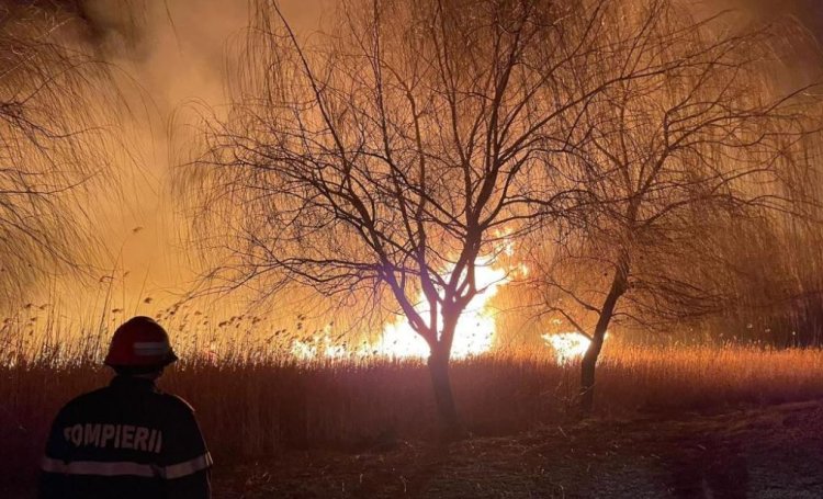 Circa 20 de hectare cu stuf au ars în apropiere de Murighiol