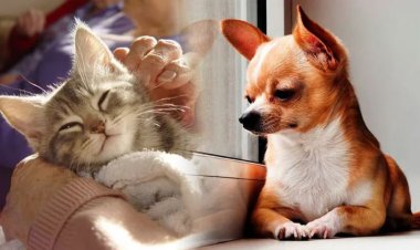 Proprietarii de câini și pisici care trăiesc la bloc ar putea plăti o taxă în plus la întreținere