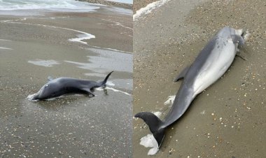 Trei delfini au fost găsiţi morţi pe plaja din Eforie