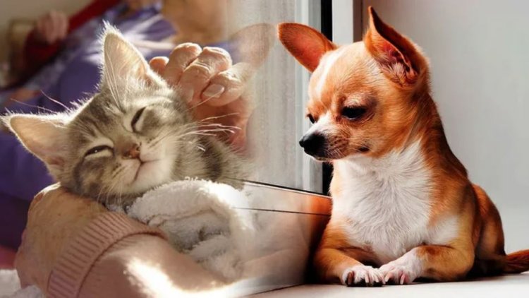 Proprietarii de câini și pisici care trăiesc la bloc ar putea plăti o taxă în plus la întreținere