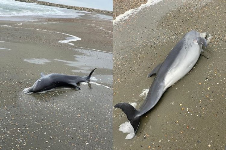 Trei delfini au fost găsiţi morţi pe plaja din Eforie