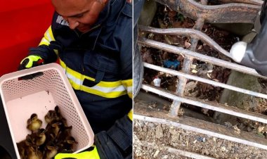 10 rățuște au fost salvate de pompierii constănțeni