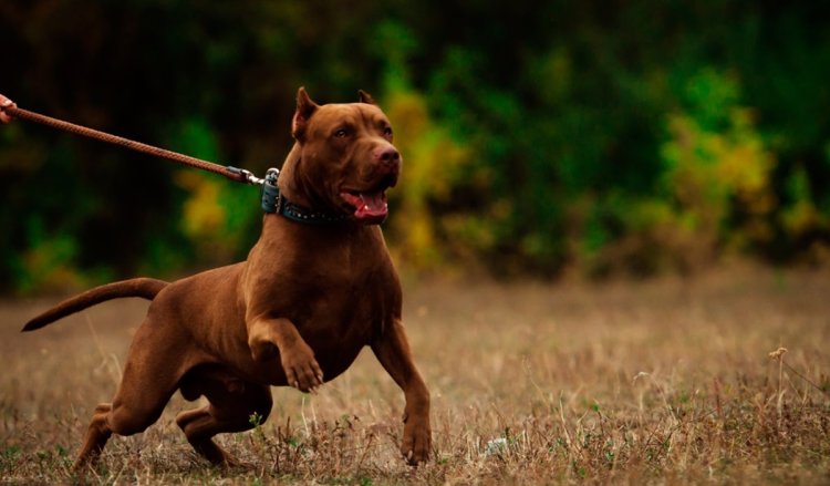 Amenzi de 5.000 de lei pentru nedeclararea şi nerespectarea condiţiilor de deţinere a unui câine periculos