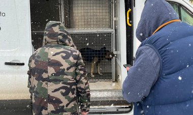Un om al străzii a cerut ajutor polițiștilor constănțeni, pentru el și câinele lui