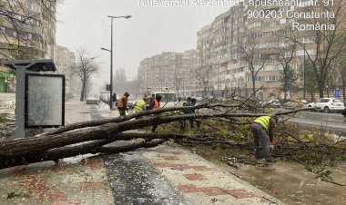 Constanța: 157 de copaci și 11 stâlpi de iluminat prăbușiți din cauza vijeliei