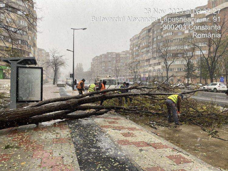 Constanța: 157 de copaci și 11 stâlpi de iluminat prăbușiți din cauza vijeliei