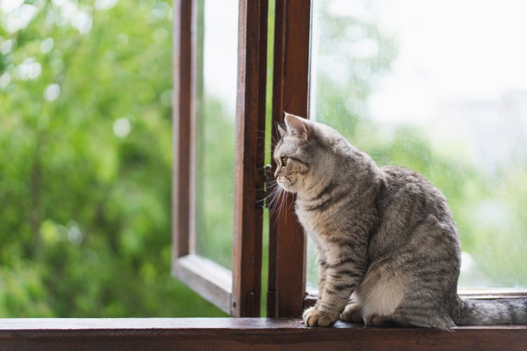 Incidența pisicilor care cad de la ferestre și se rănesc grav crește în perioadele călduroase