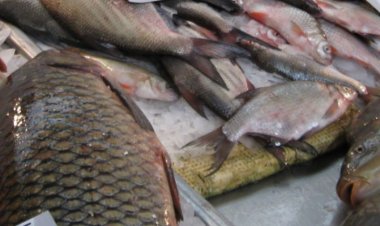 Inspectorii ANPC au retras peste 1,3 tone de pește expirat din magazine
