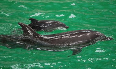 Primul pui de delfin născut în captivitate la Delfinariul din Constanța a murit.