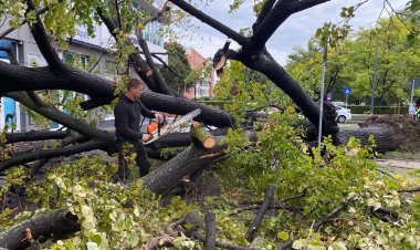 Copaci căzuți, canalizări înfundate și cabluri căzute pe mașini în Constanța