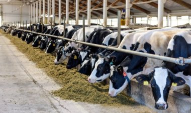 Zootehnia va beneficia de un program de investiții de aproape 4 miliarde de lei