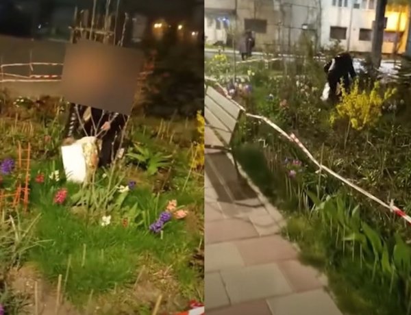 Două persoane amendate pentru tăierea și vânzarea florilor din orașul Constanţa